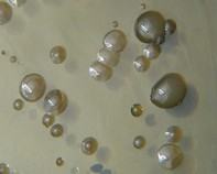 water bacteria water bacteria